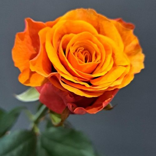 роза Испания